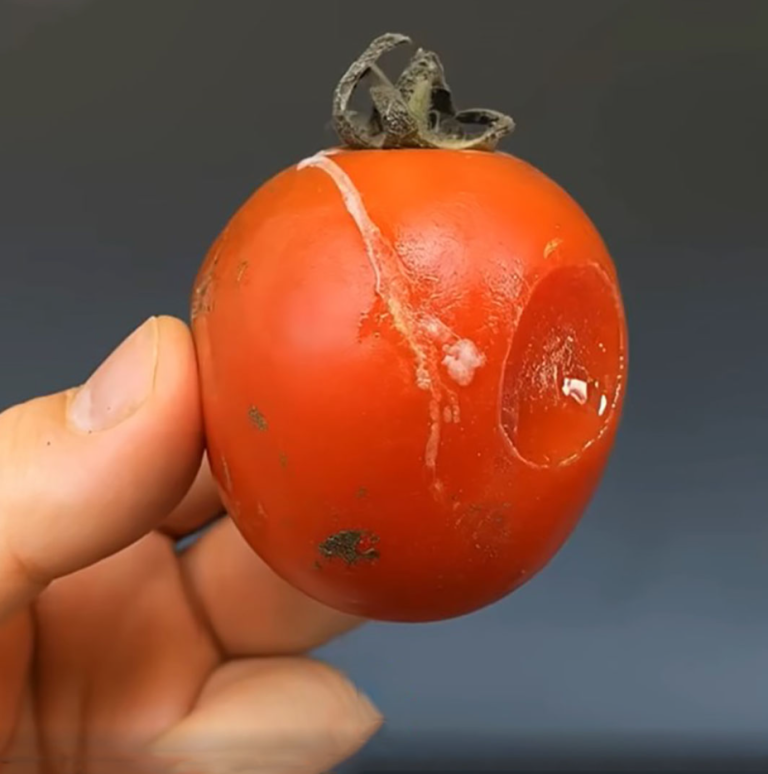 Nie wyrzucaj uszkodzonych pomidorów: im bardziej są uszkodzone, tym są cenniejsze!