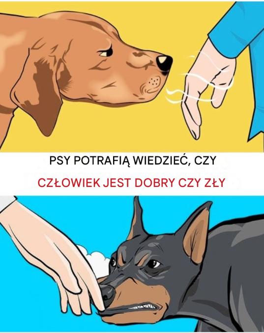 Psy potrafią odróżnić, kto jest dobry, a kto zły