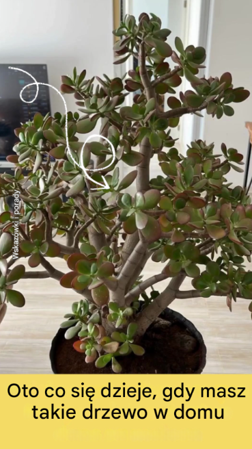 Grubosz: roślina o mało znanych zaletach, która odmieni Twój dom i Twoje życie