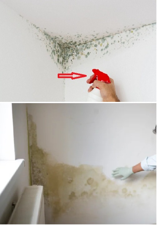 Stara sztuczka babci sprawia, że ​​pleśń znika z Twojego domu