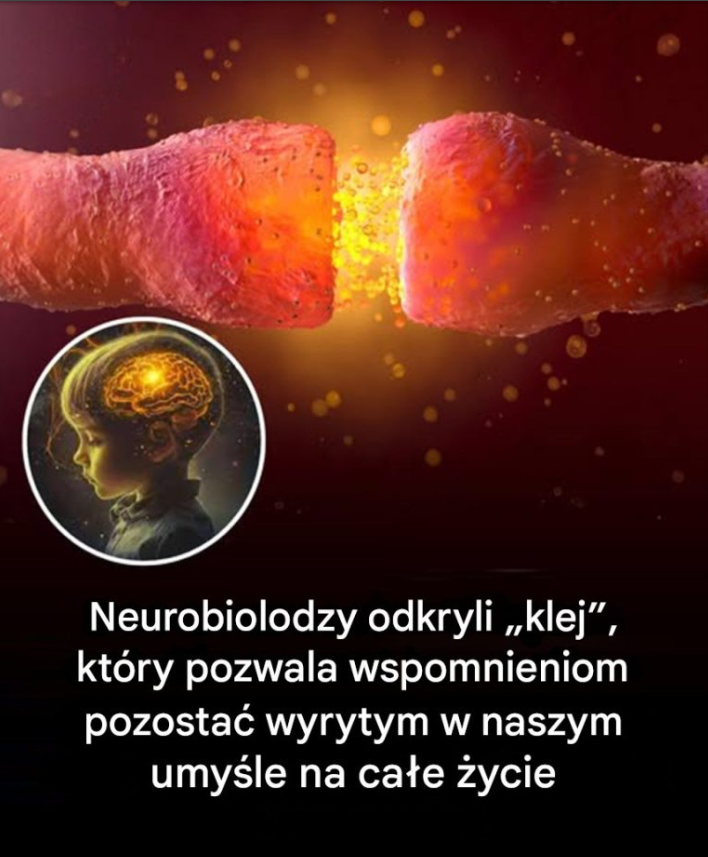 Neurobiolodzy w końcu odkryli klej, który pozwala, aby wspomnienia zostały utrwalone na całe życie
