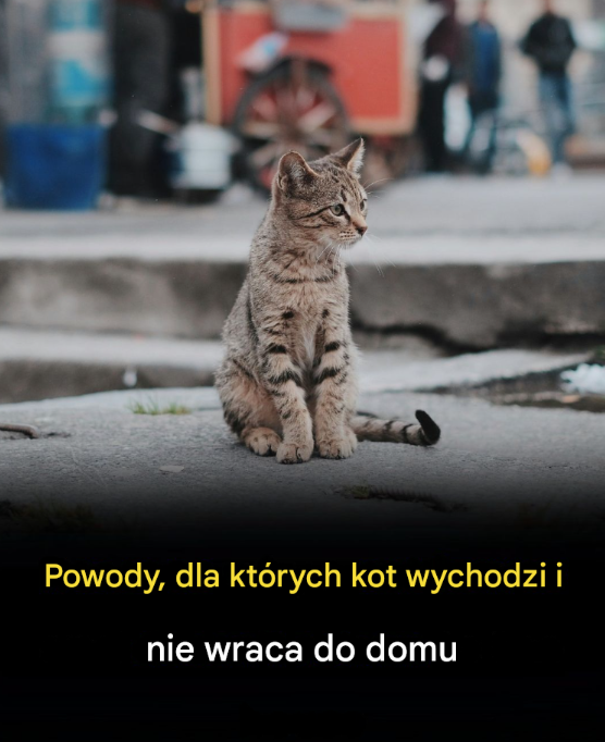 Dlaczego koty opuszczają dom i już do niego nie wracają