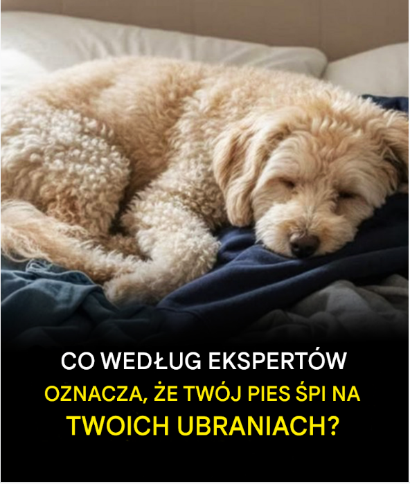 Dlaczego Twój pies śpi na Twoich ubraniach? Eksperci w końcu wyjaśniają dlaczego.