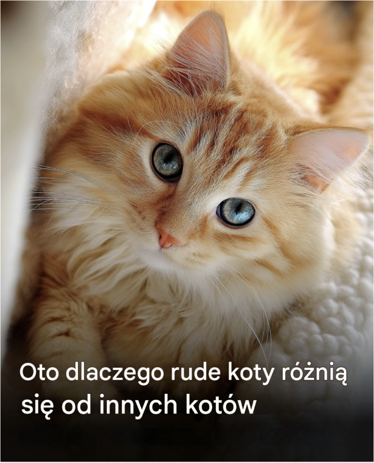 Czym rude koty różnią się od innych kotów?