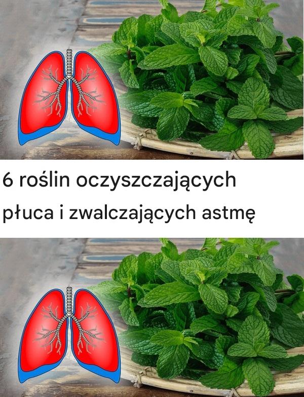 roślin oczyszczających płuca i zwalczających astmę